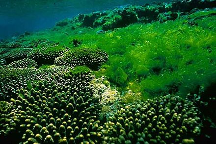 Algi – Składniki Ocean 21